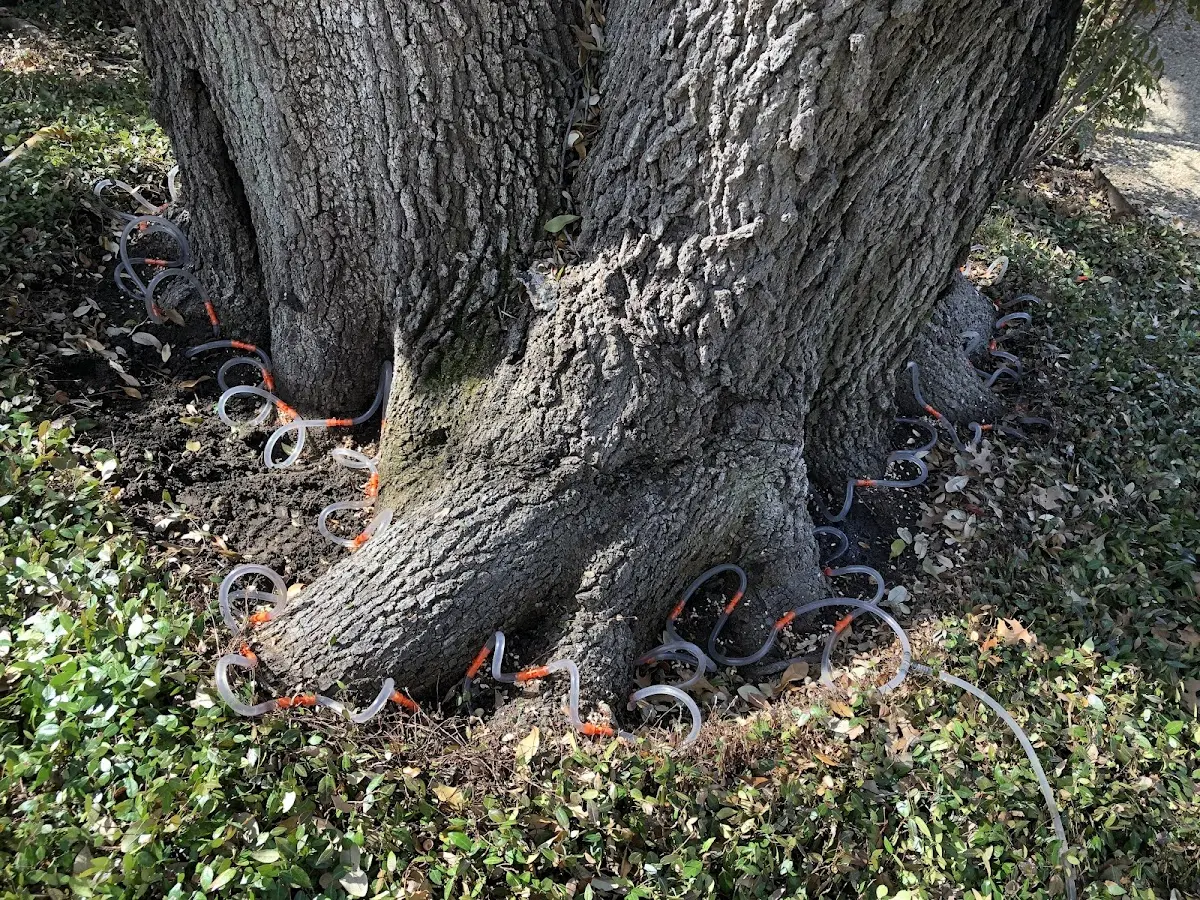 Detailed Tree Cabling and Bracing job site in Mauk