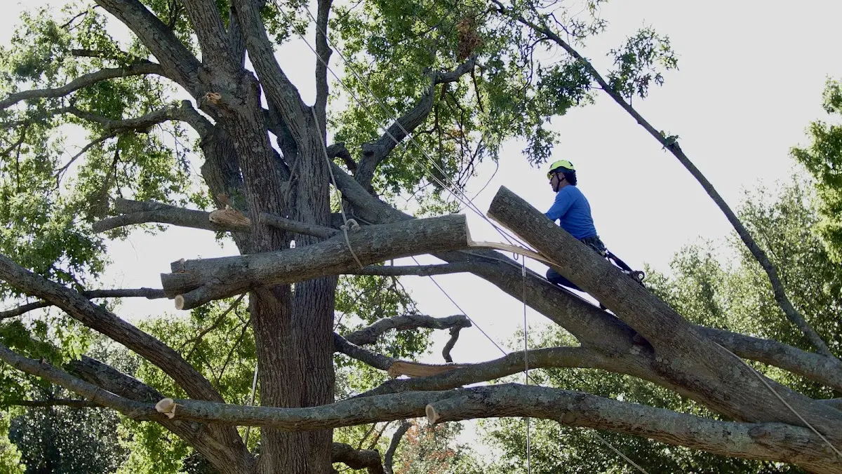 Professional Crown Thinning performed by certified arborists in Mauk