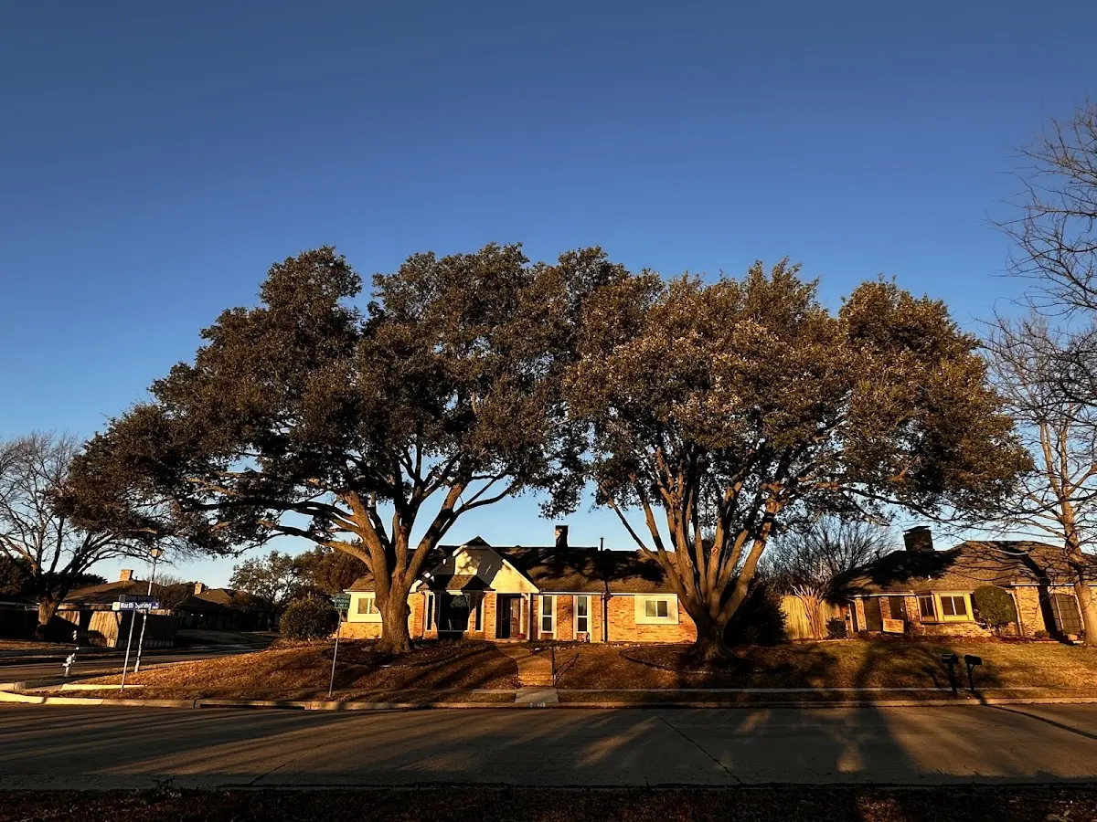 Established residential canopy tree shading a home in Mauk